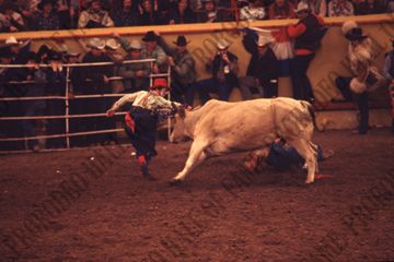 Bob Romer Bull Fighting