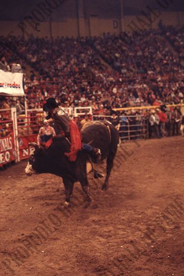 Bull Riding