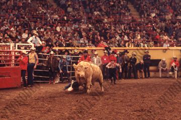 Bob Blandford Bull Riding