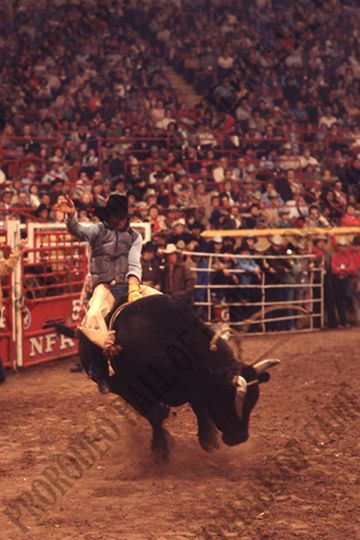 Bull Riding
