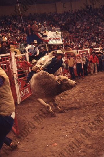 Bull Riding