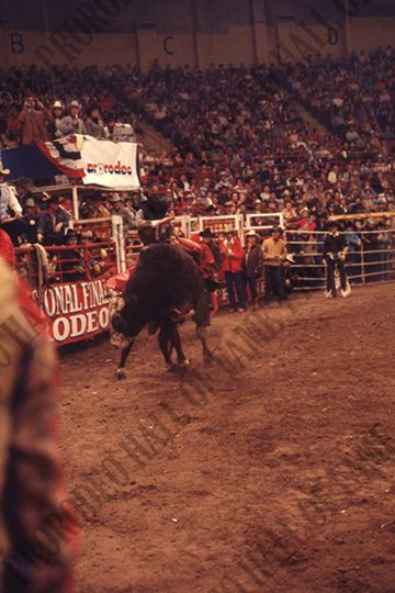 Bull Riding