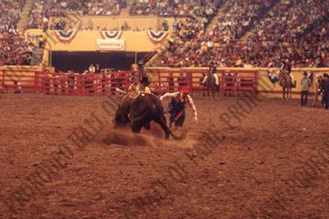 Bull Fighting