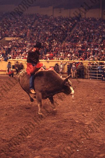 Bull Riding