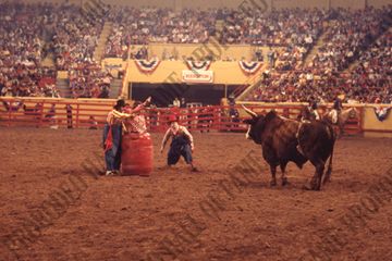 Bull Fighting