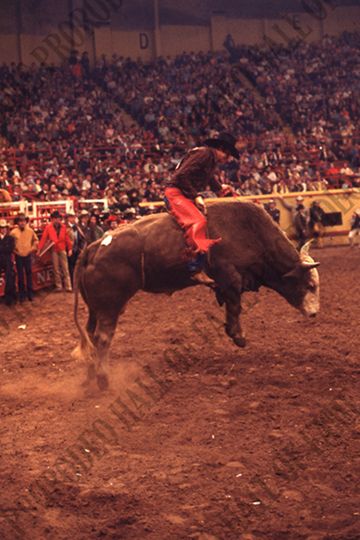 Bull Riding