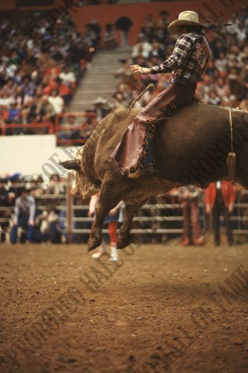 Wacey Cathey on Top Hand (Bob Aber)