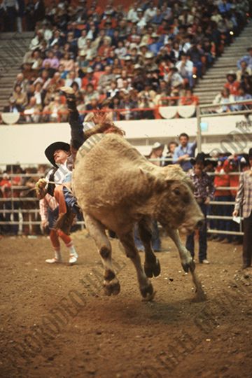 Monty Taylor Bull Riding