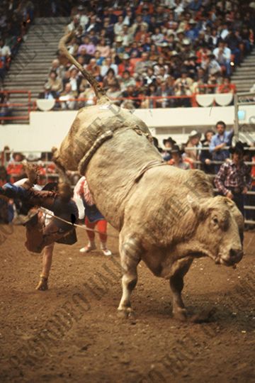 Monty Taylor Bull Riding