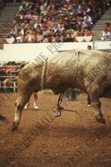 Monty Taylor Bull Riding