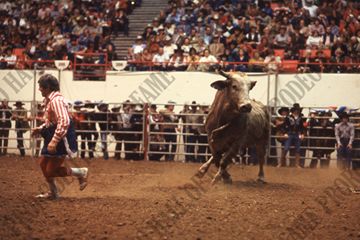 Wick Peth Bull Fighting