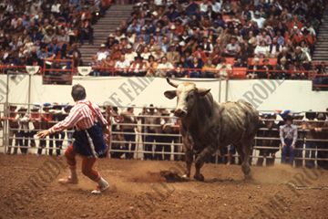 Wick Peth Bull Fighting