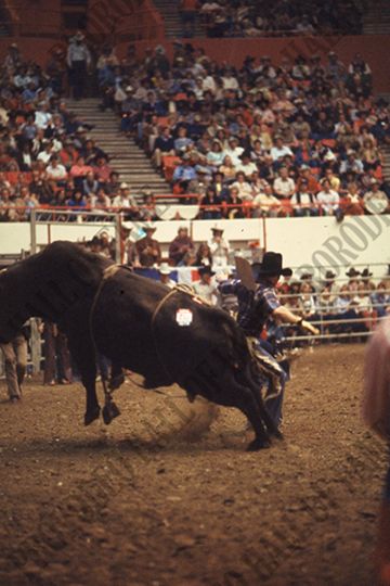 Bull Riding