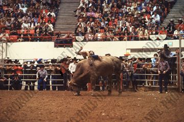 John Davis Bull Riding