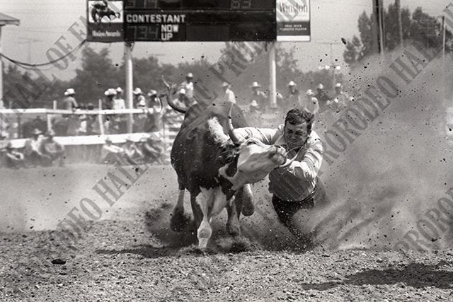 Steer Wrestling