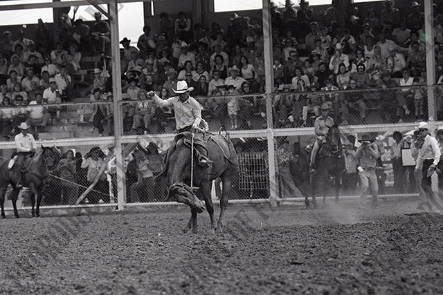 Saddle Bronc Riding