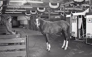 Horse Show