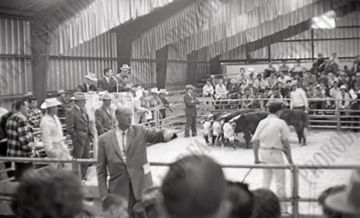Auction