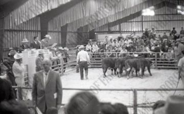 Auction