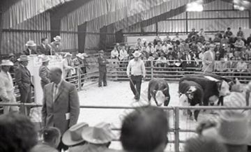 Auction