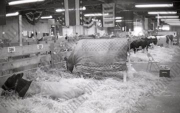 Purina Cow