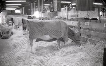 Purina Cow