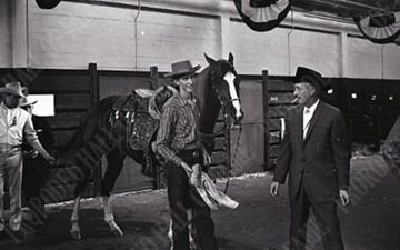 Saddled Horse