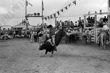 Rod Ross Steer Riding