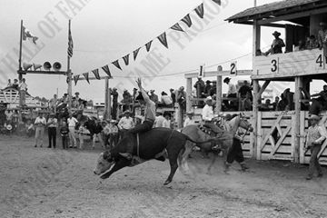 Stephen Heavy Shield Steer Riding