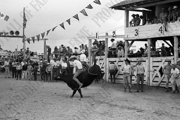 Jim Jenkins Steer Riding