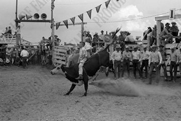 Matt French Steer Riding