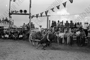 Brian Ball Steer Riding