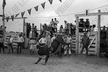 Dale Collett Steer Riding