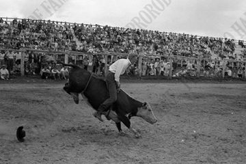 Dale French Steer Riding