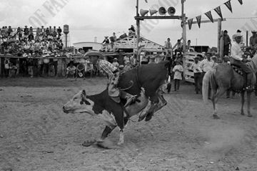 Spike Tail Feathers Steer Riding