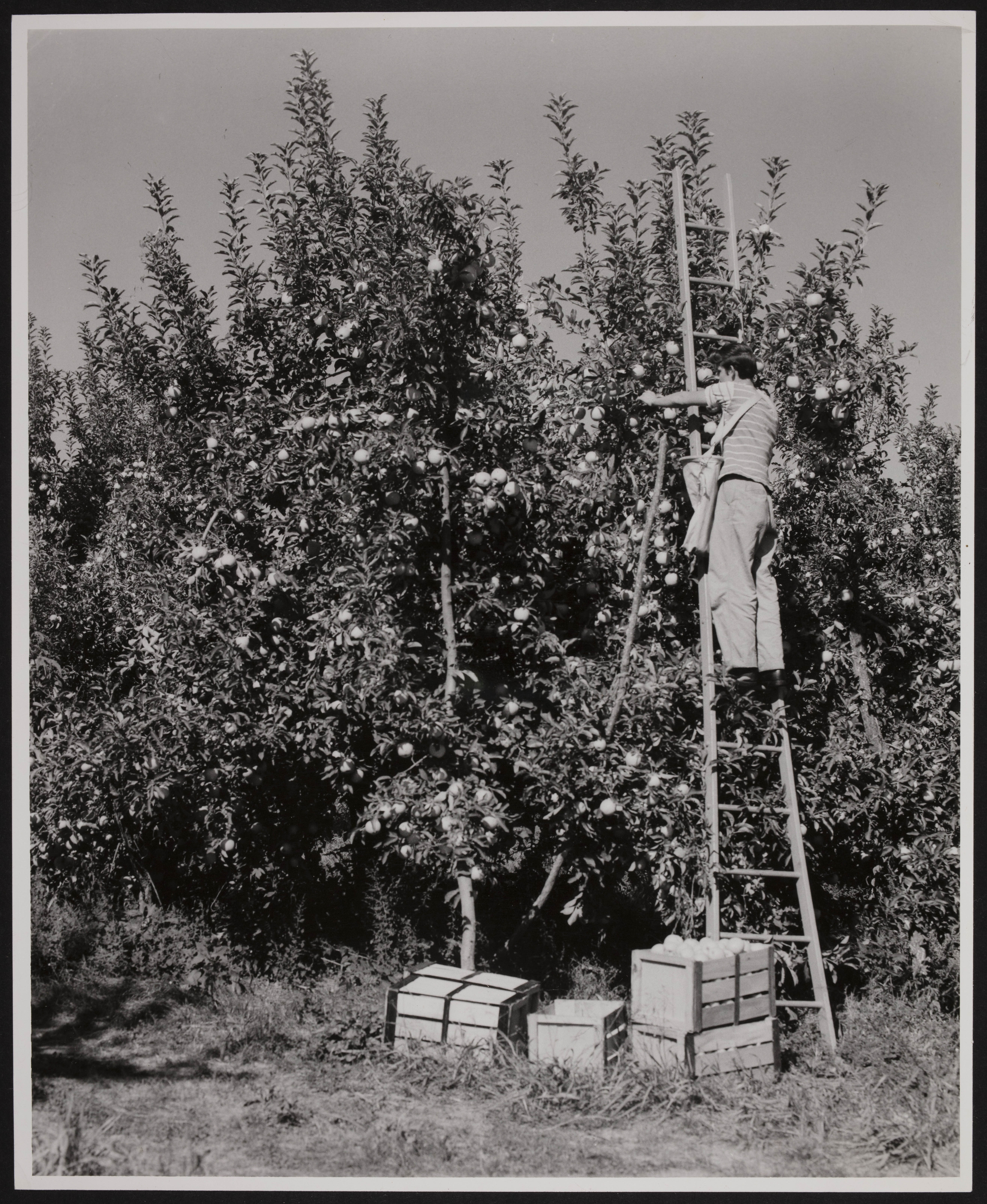 Unity Orchard Operations Leased