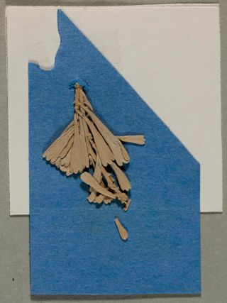 Blue Dried Flower Name Tag, 1951