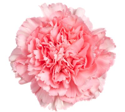 Pink Carnation Officially Selected as Gamma Phi Beta Flower