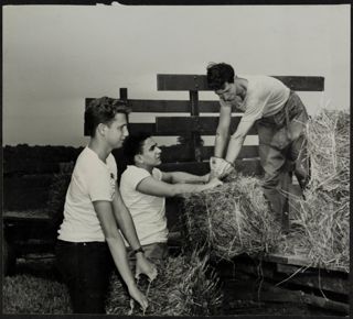 Three Alephs Baling Hay at Convention Photograph, 1945