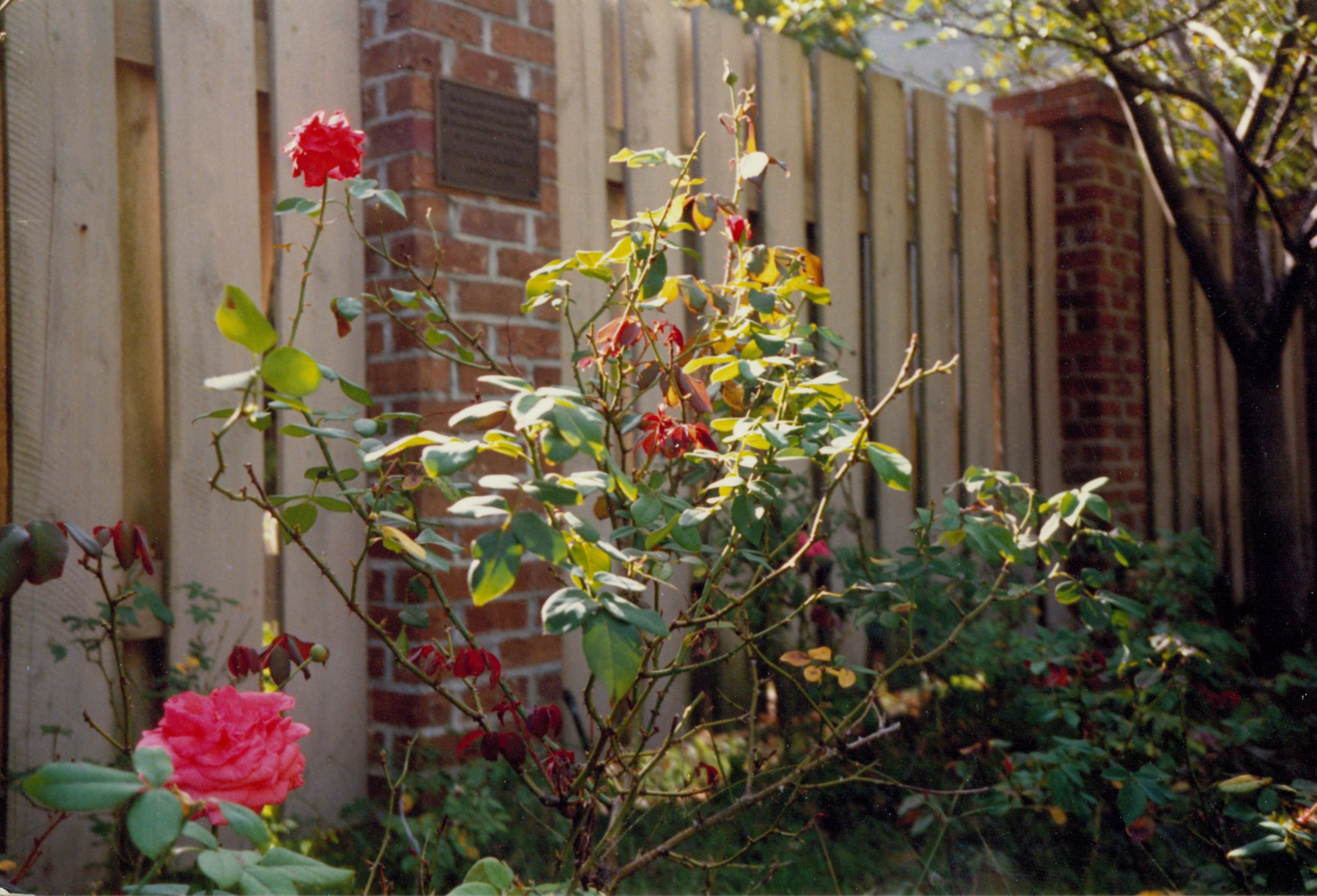 Rose Garden at the College of Charleston