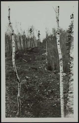 Thunderbolt Trail at Mt. Greylock Photograph 2, November 5, 1934
