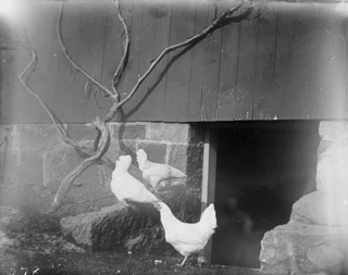 Three hens at entrance to horse barn cellar, Yale farm, Meriden, Connecticut.
