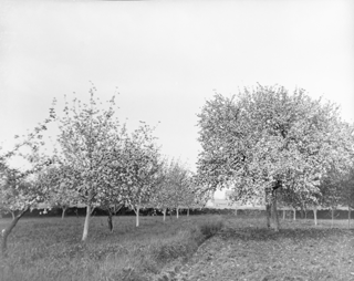 Orchard in bloom