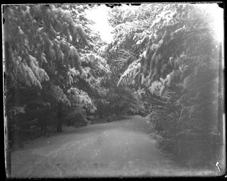 Road near "The Pines" in winter