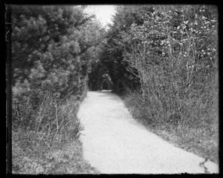 Road to The Pines