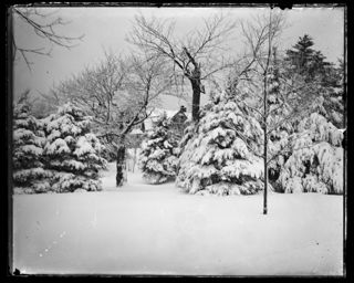 Firlands in winter