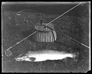 Eleven and one-half pound salmon caught in Patten Pond