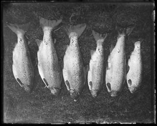 String of Salmon, Green lake