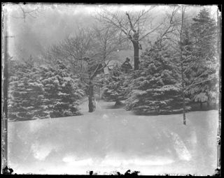 Firlands in winter