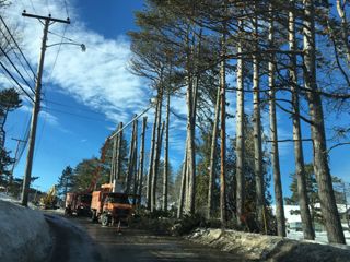 Cutting down 21 European Black Pine trees